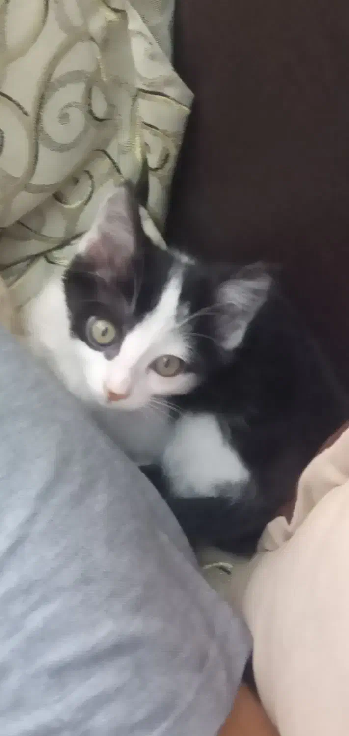 بچه گربه بازیگوش|گربه|زنجان, |دیوار