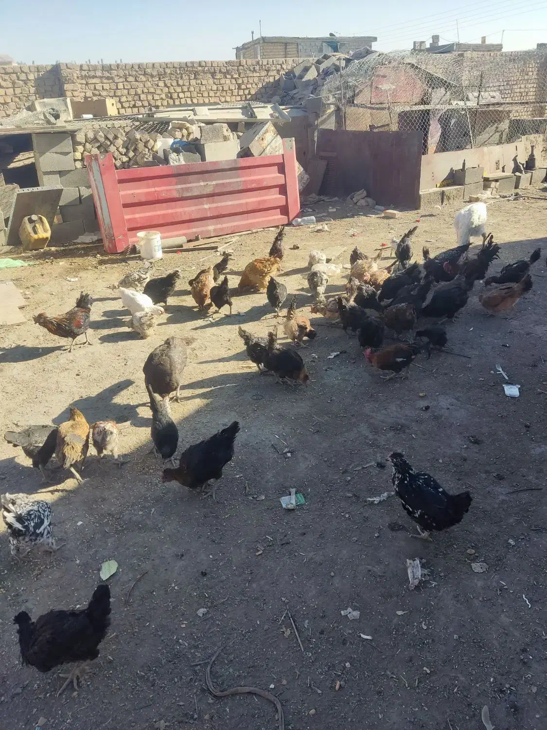 مرغ تخم گذار|حیوانات مزرعه|شهرضا, |دیوار