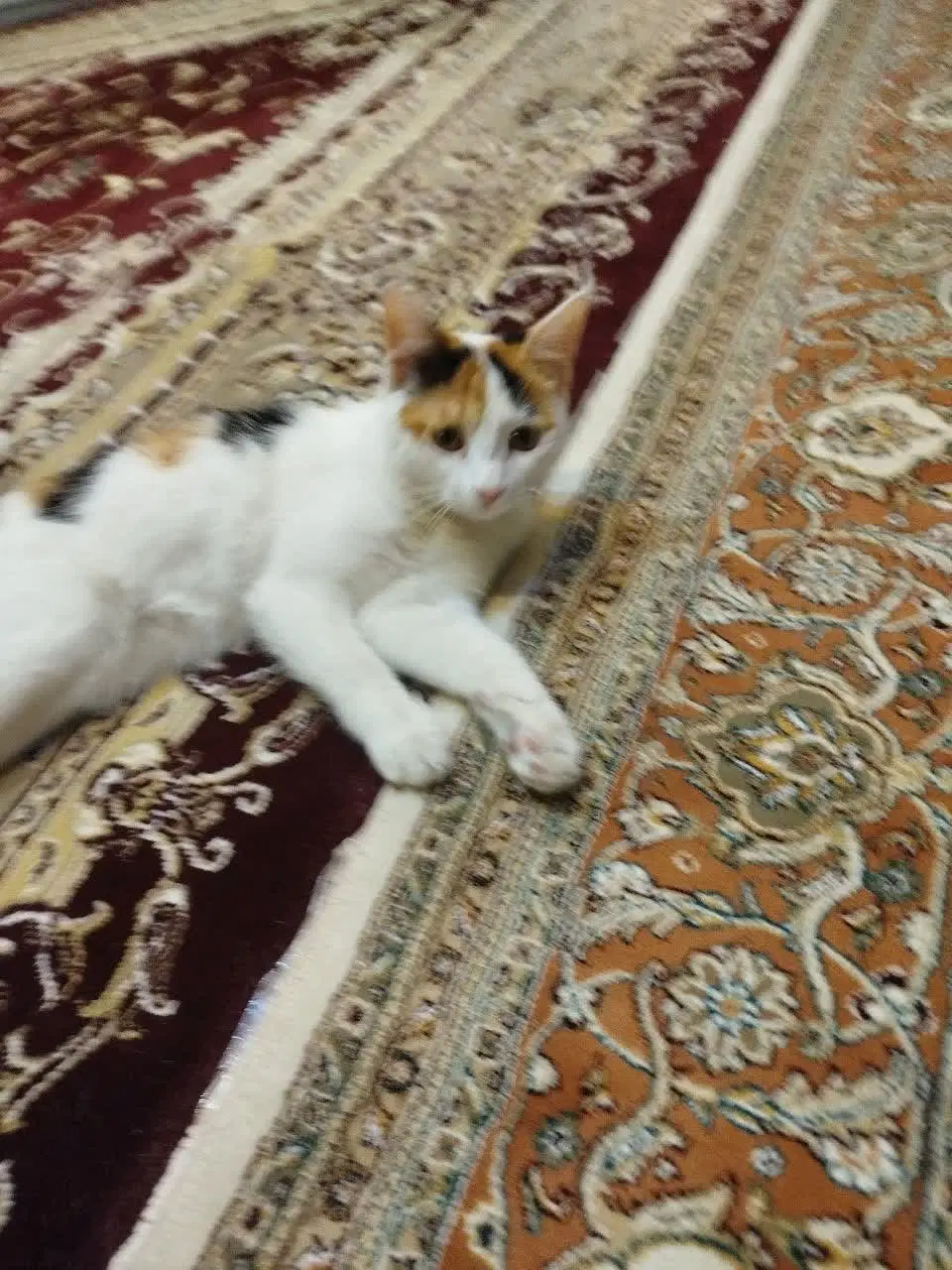 گربه|گربه|یزد, |دیوار