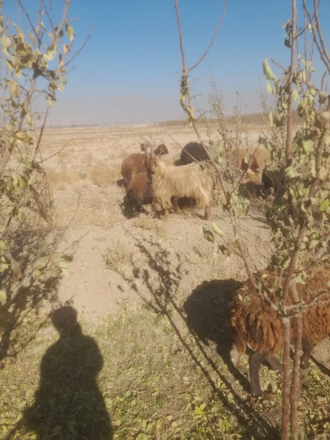 نربز همون خلاو دو ساله جلو کش|حیوانات مزرعه|نیشابور, دربقاضی|دیوار