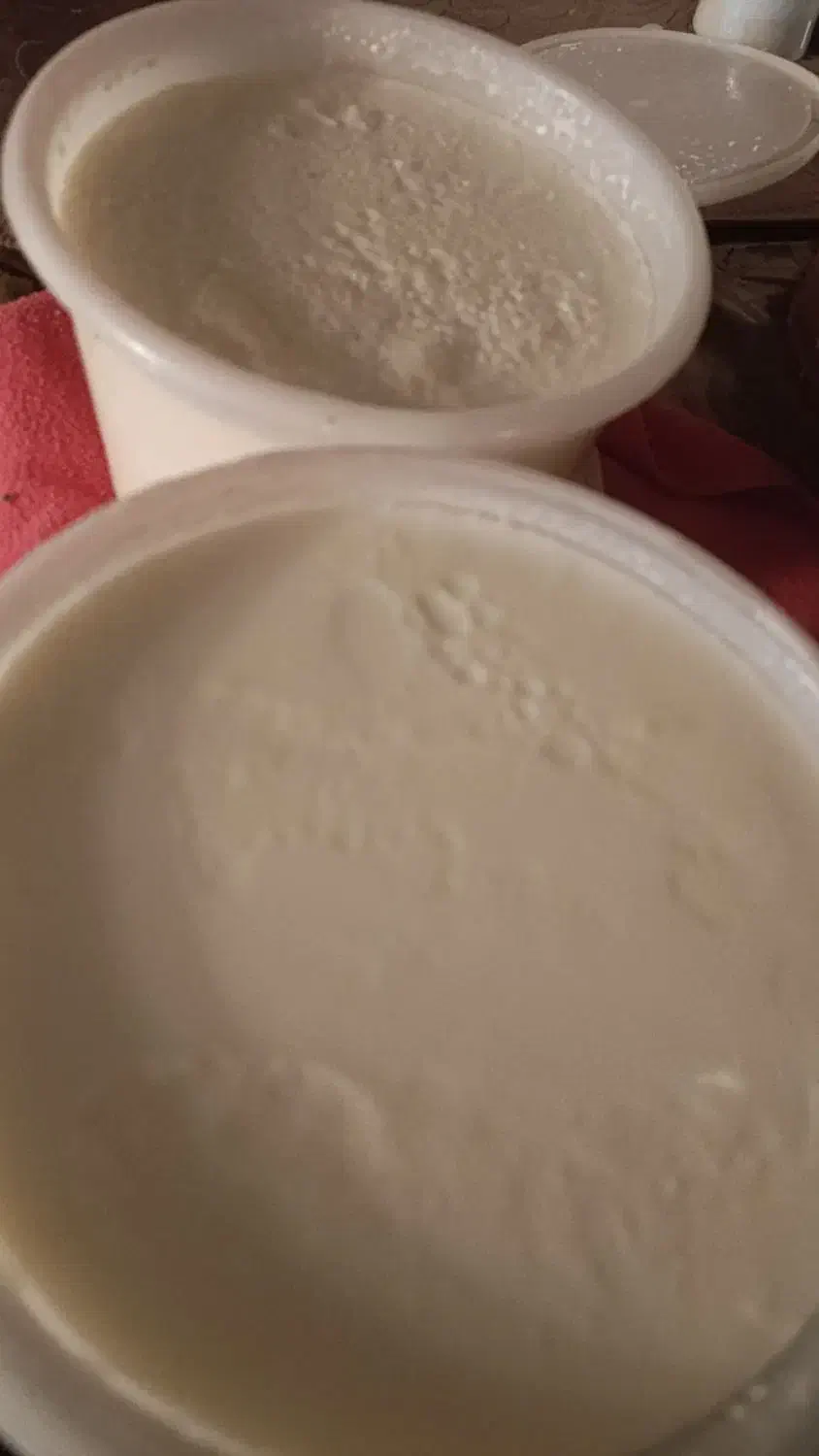 ماست بز|خوردنی و آشامیدنی|بهبهان, |دیوار