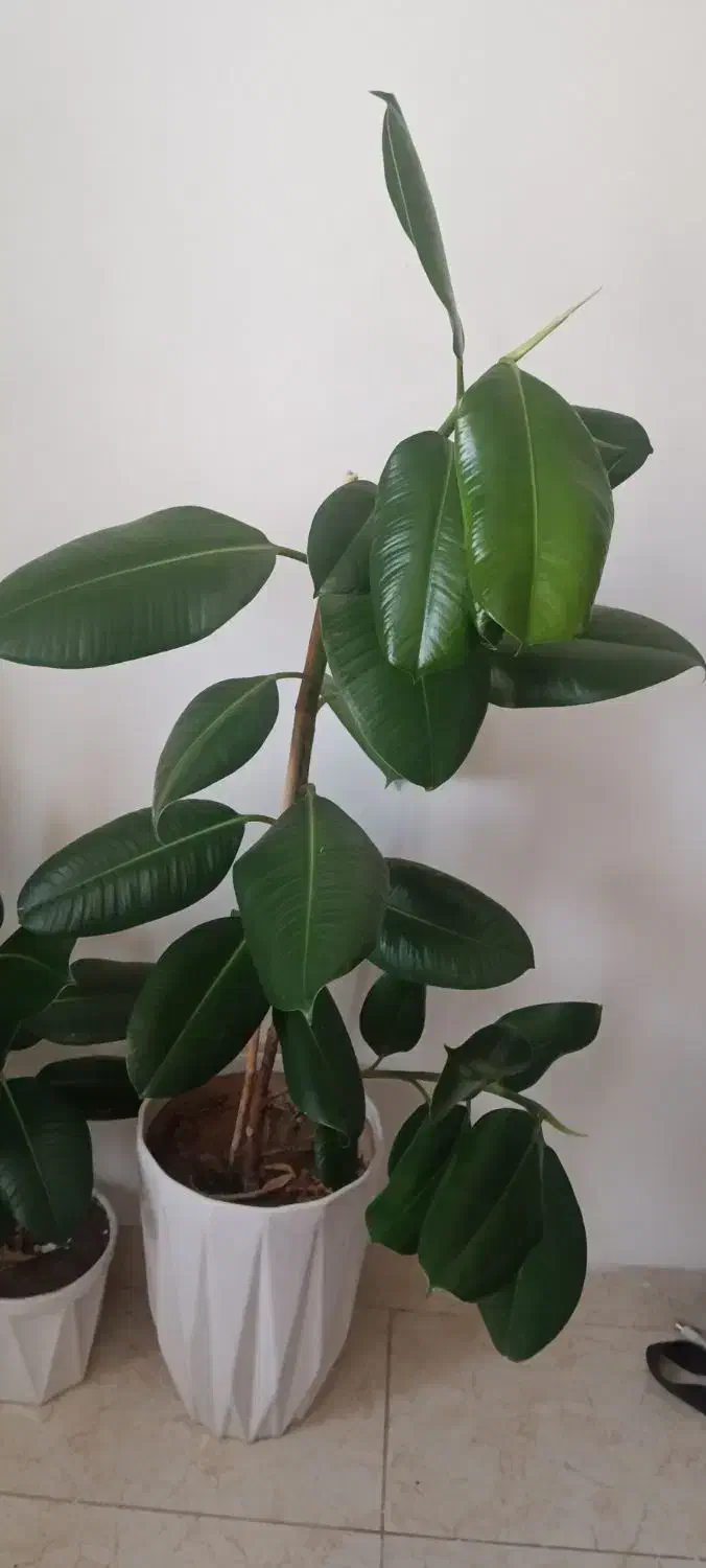 گل فیکوس|گل و گیاه طبیعی|ارومیه, |دیوار