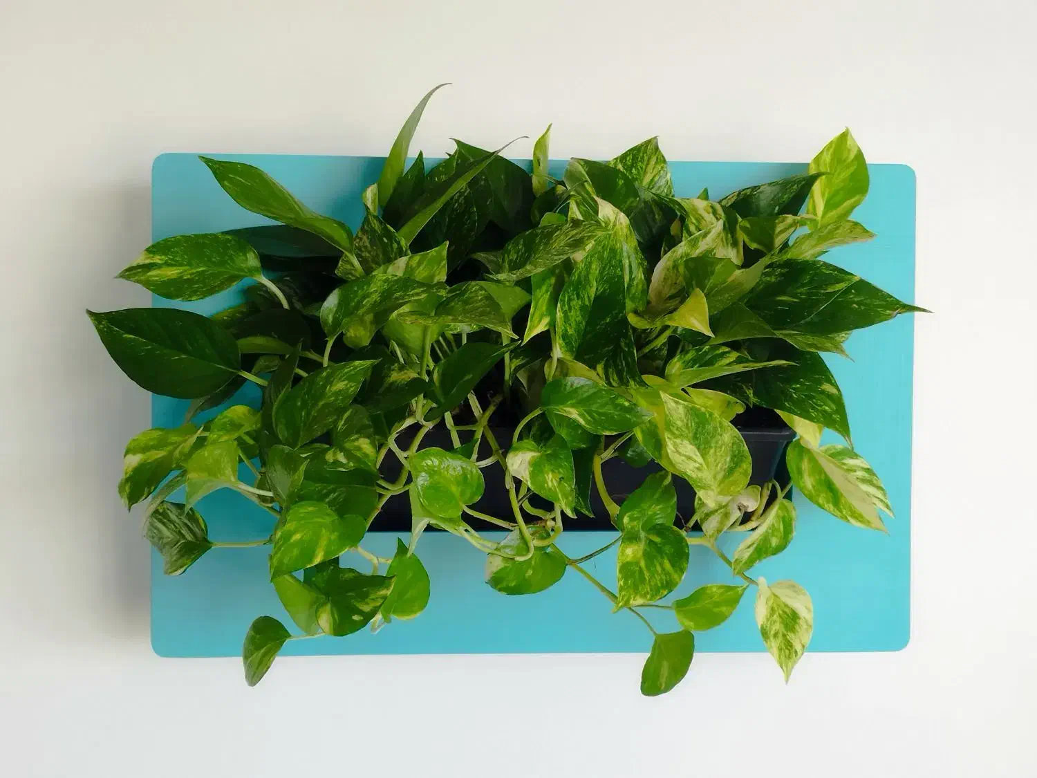 قاب دیواری پتوس|گل و گیاه طبیعی|اصفهان, پینارت|دیوار