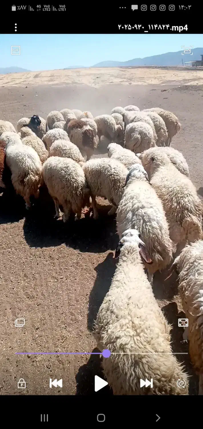 بره امسال سالم و درجه یک|حیوانات مزرعه|گوآور, |دیوار