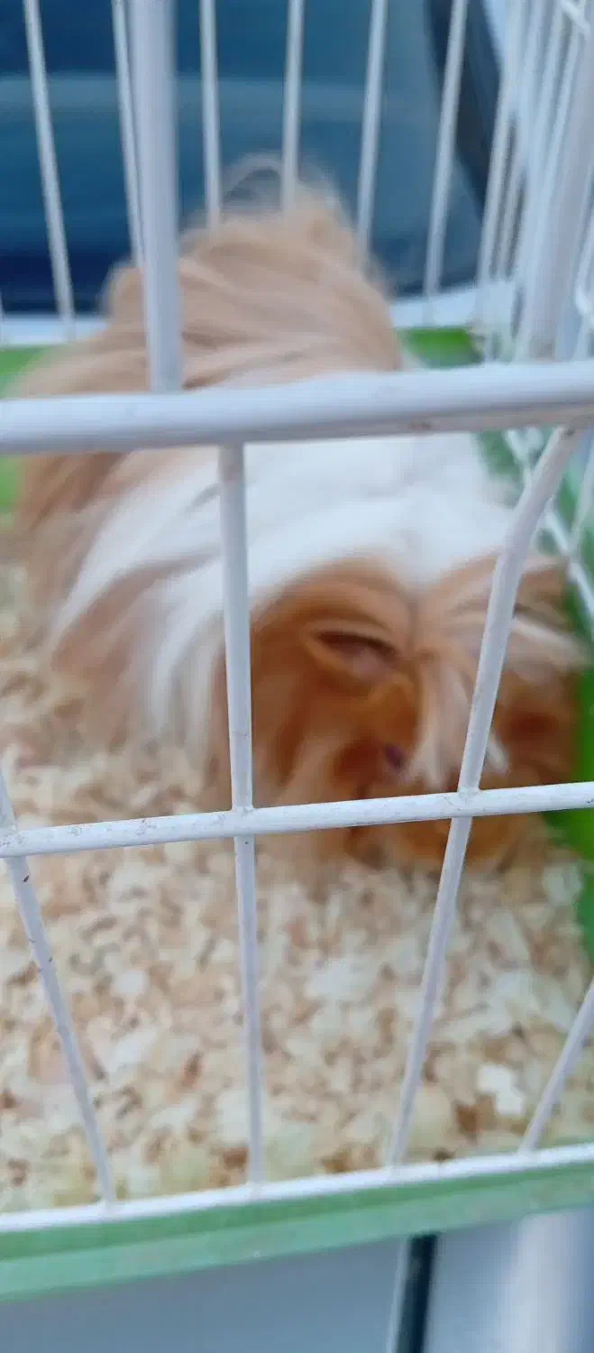 خوکچه هندی|موش و خرگوش|زرند, |دیوار