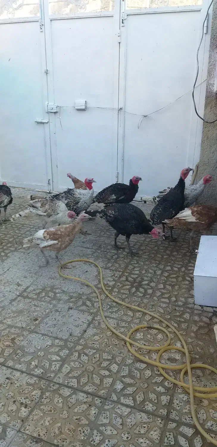 بوقلمون|حیوانات مزرعه|چرداول, |دیوار