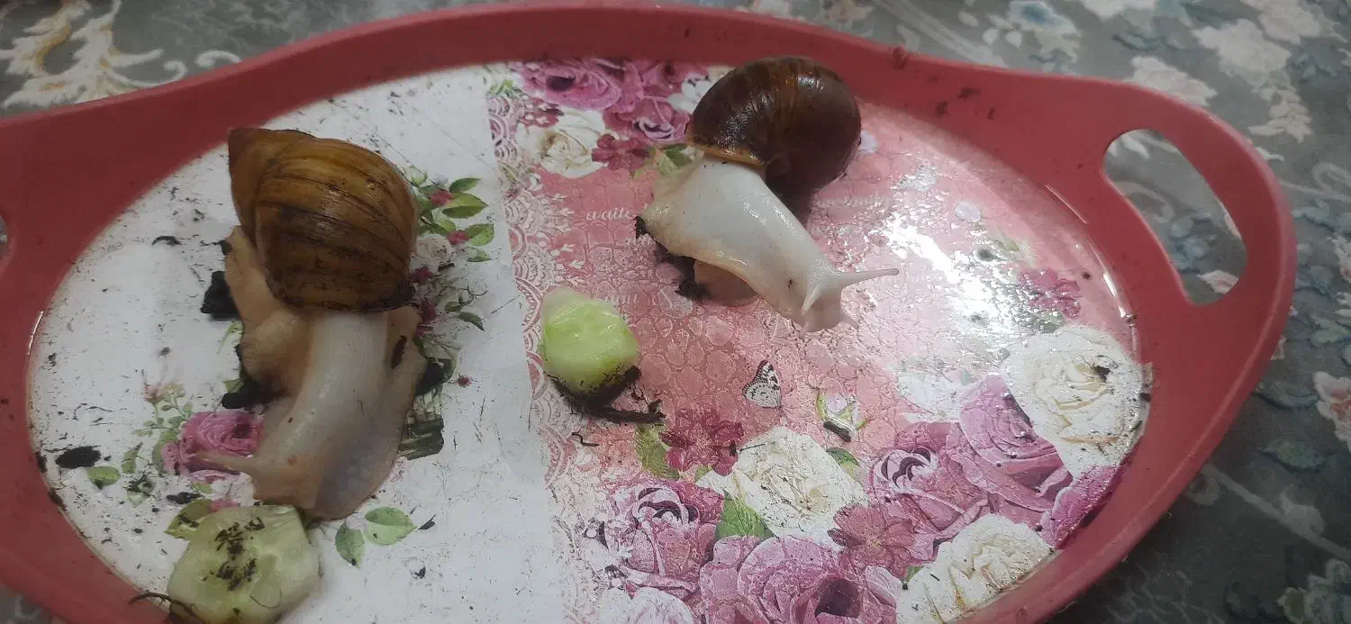 حلزون|خزنده|قم, باغ کرباسی|دیوار