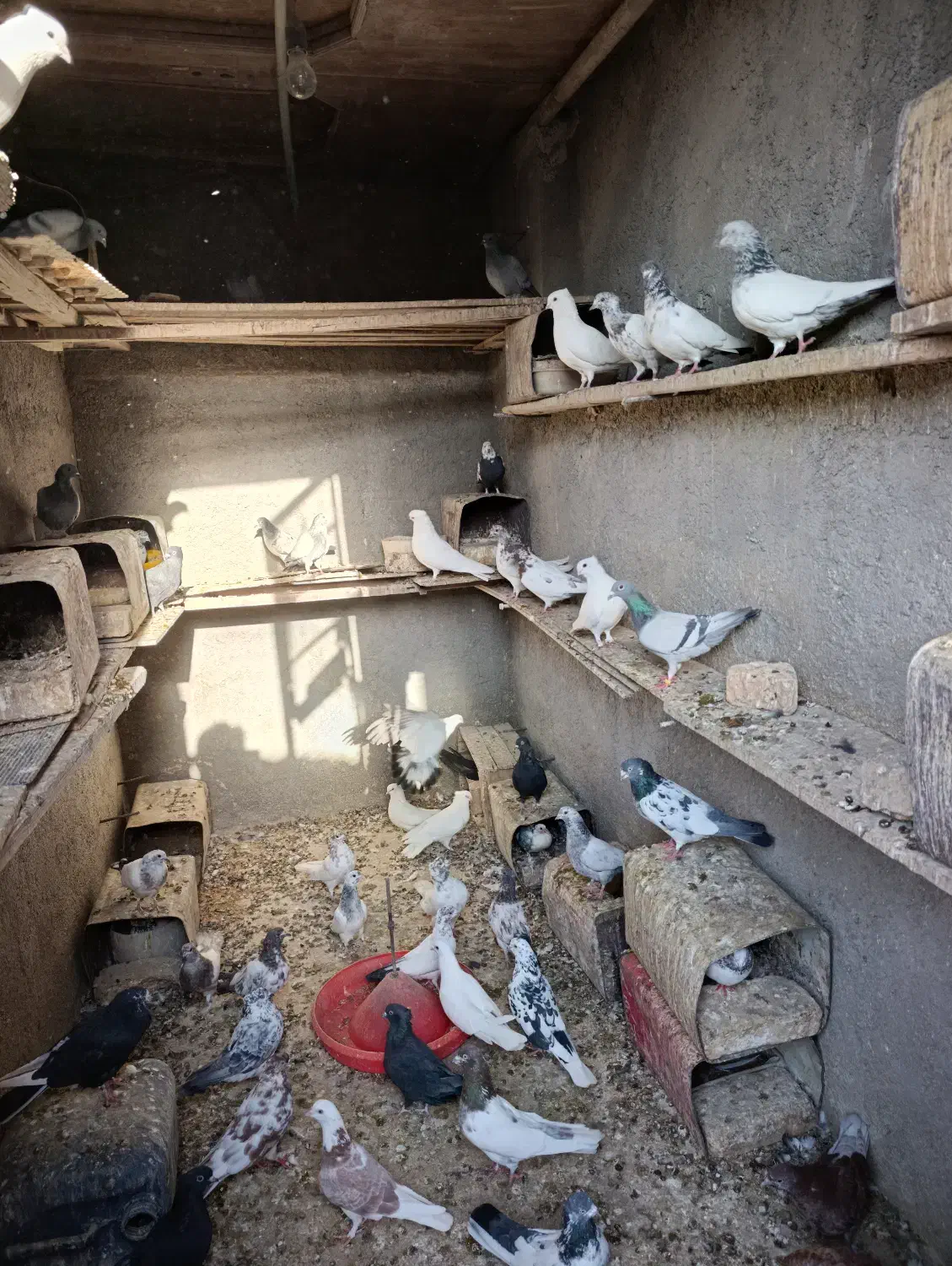 کفتر زیبا و خوش خال|پرنده|کهن آباد, |دیوار