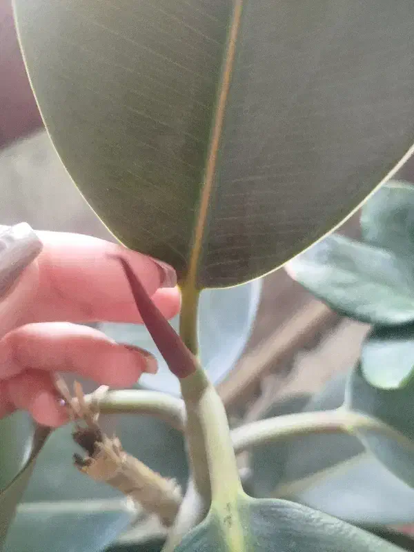 گل فیکوس|گل و گیاه طبیعی|سبزوار, امام خمینی (ناوی)|دیوار