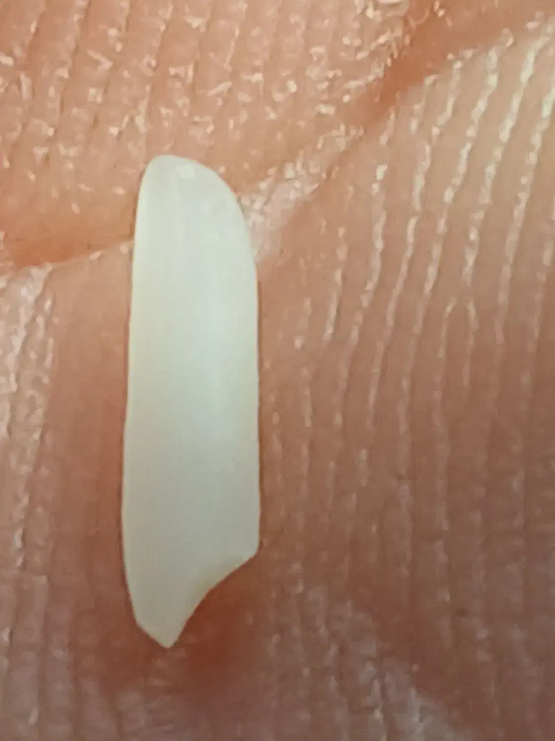 برنج شیرودی اعلا|خوردنی و آشامیدنی|بابل, |دیوار