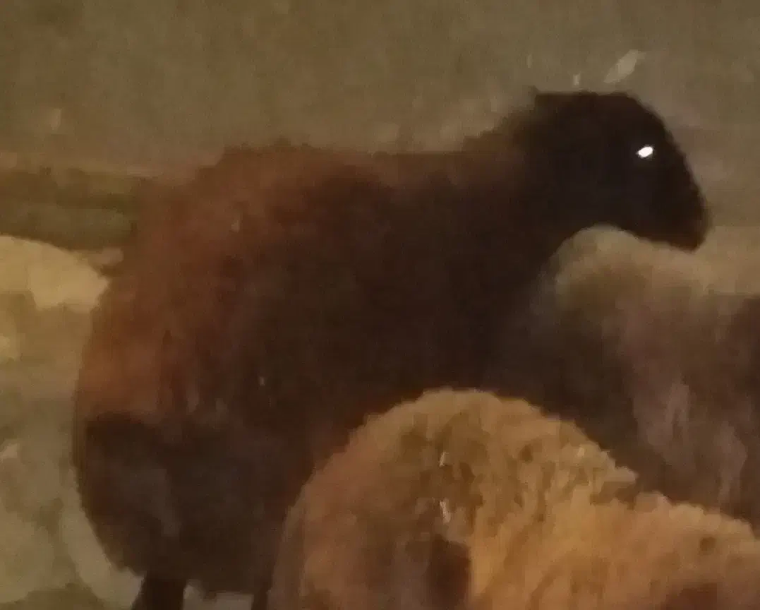 گوشت بره مردار شده برای سگ|حیوانات مزرعه|مهدی شهر, |دیوار