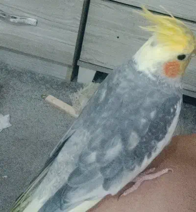 عروس هلندی گمشده|پرنده|هشتگرد, هشتگرد قدیم|دیوار