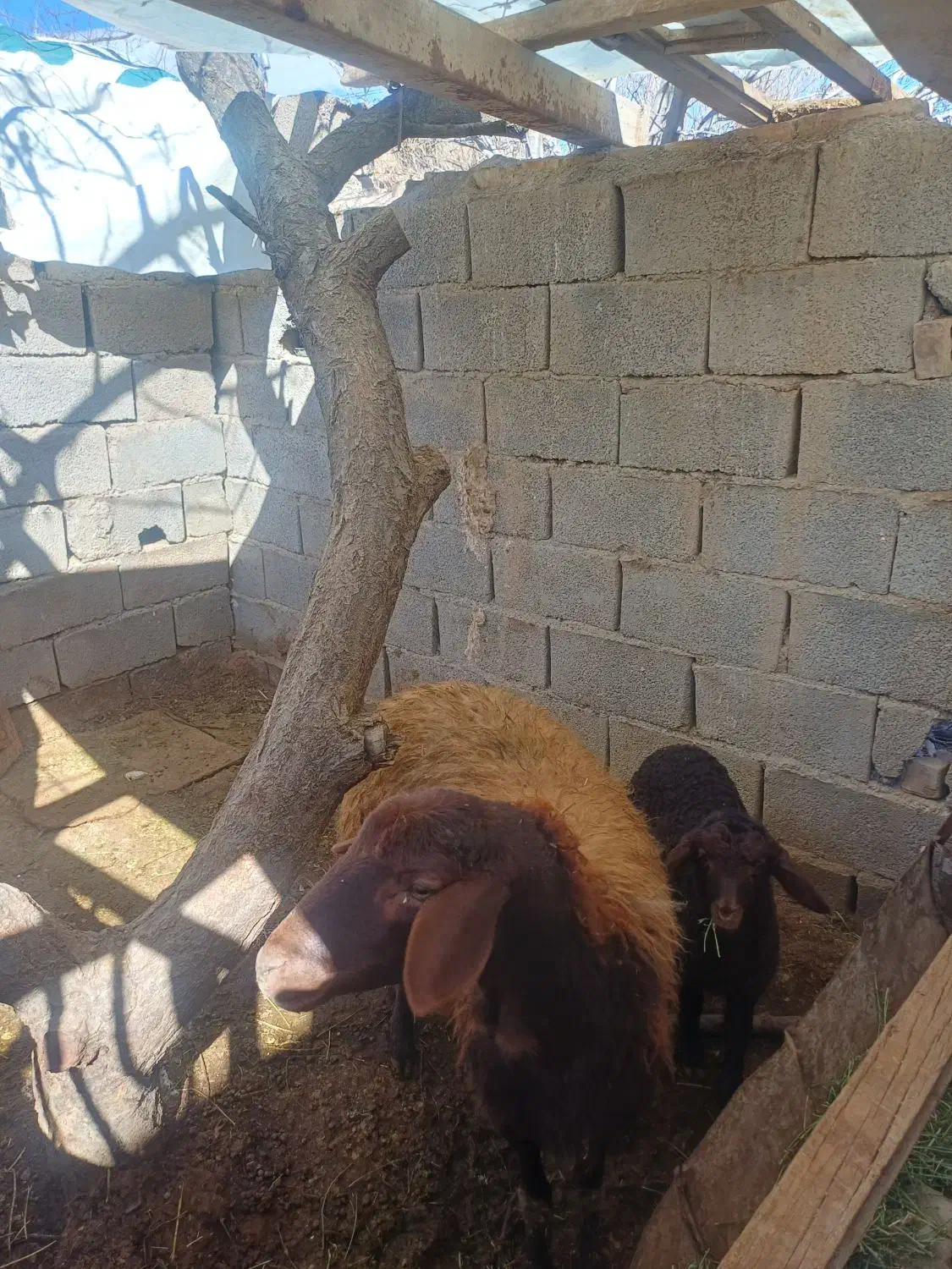 میش بره|حیوانات مزرعه|نیشابور, مازول|دیوار