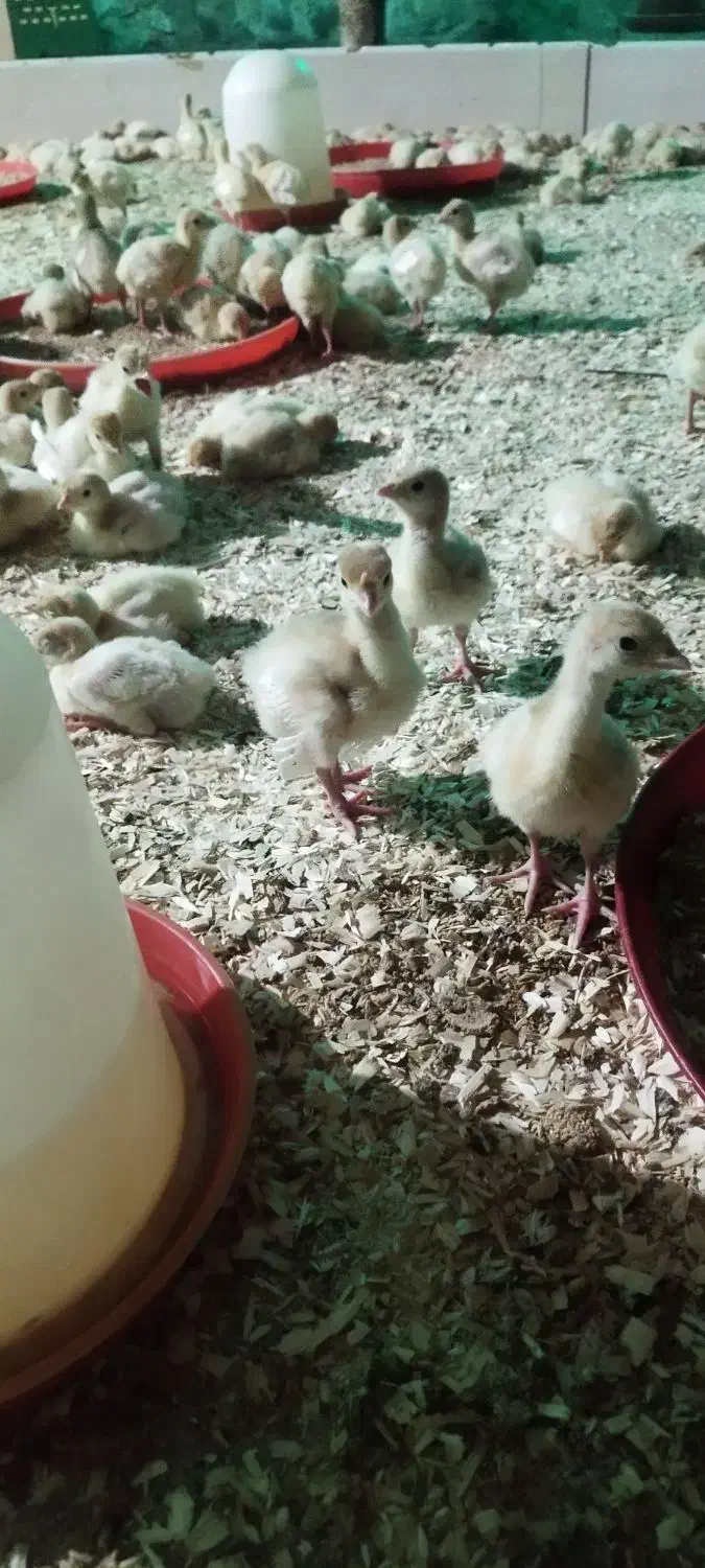 جوجه بوقلمون بیوتی|حیوانات مزرعه|سبزوار, امیر کبیر|دیوار