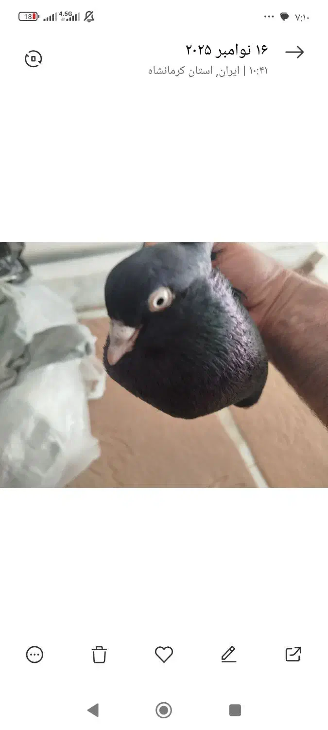 کبوتر زاغ کرز سیاتی پرنده|پرنده|کرمانشاه, |دیوار