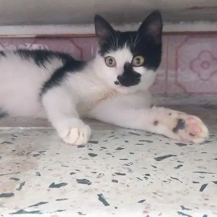 گربه گمشده|حیوانات|میاندوآب, |دیوار