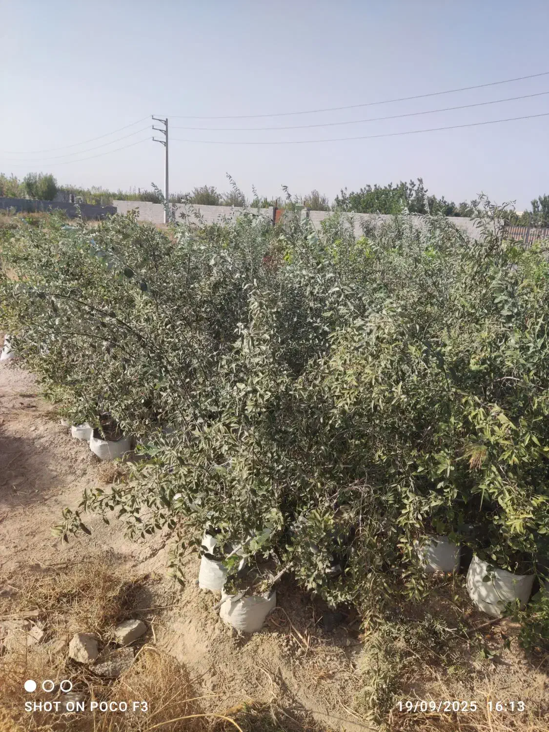 نهال سنجد رقم حاج حسینی|گل و گیاه طبیعی|تهران, جوادیه|دیوار