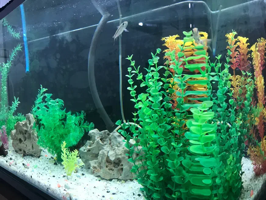 آکواریوم|ماهی|مریوان, |دیوار