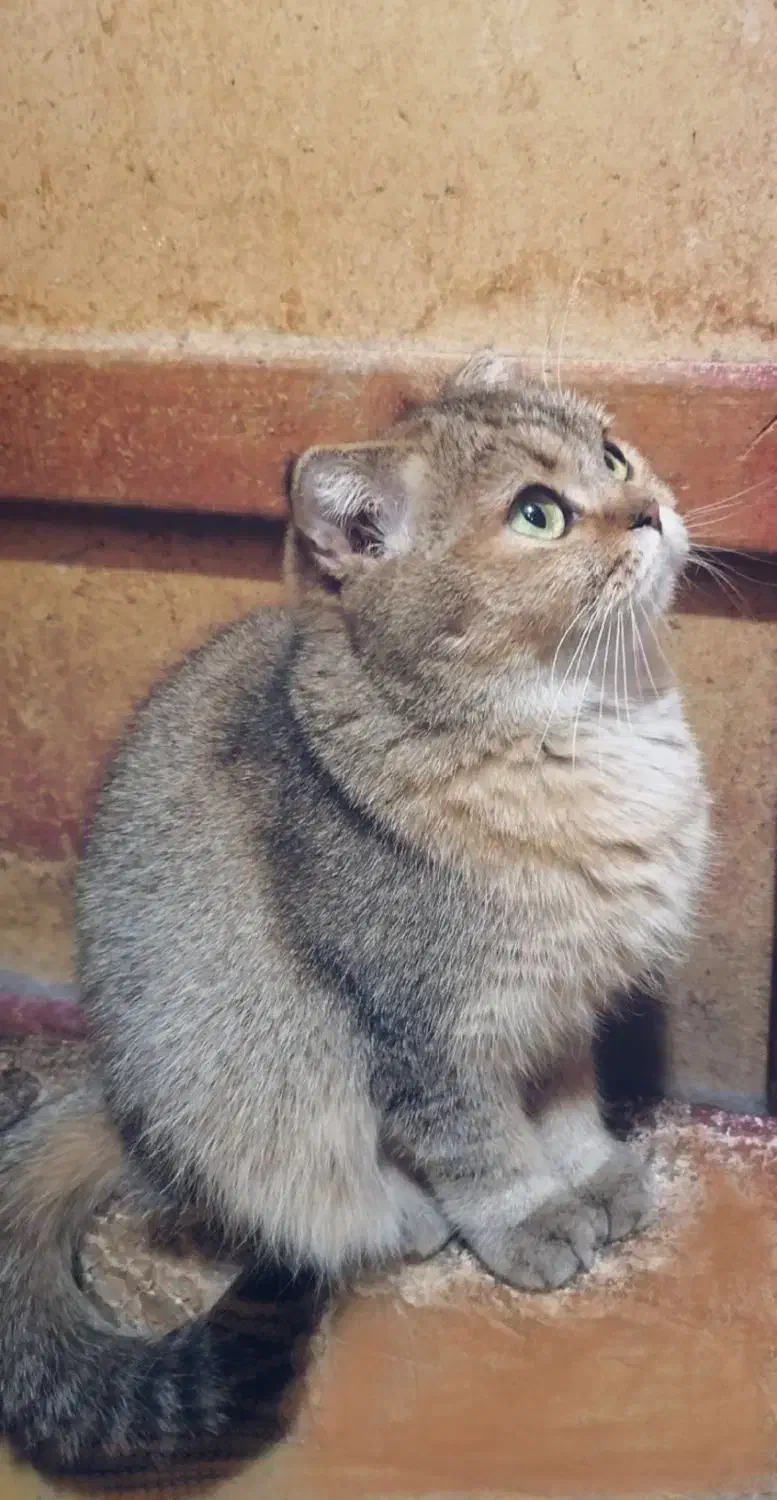 گربه ماده|گربه|تهران, خواجه نظام الملک|دیوار