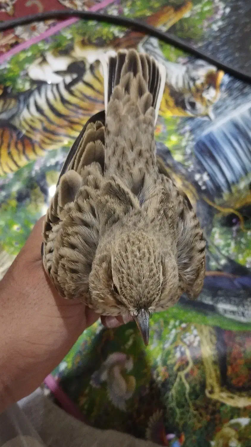 سهره خاکی|پرنده|کارون, |دیوار