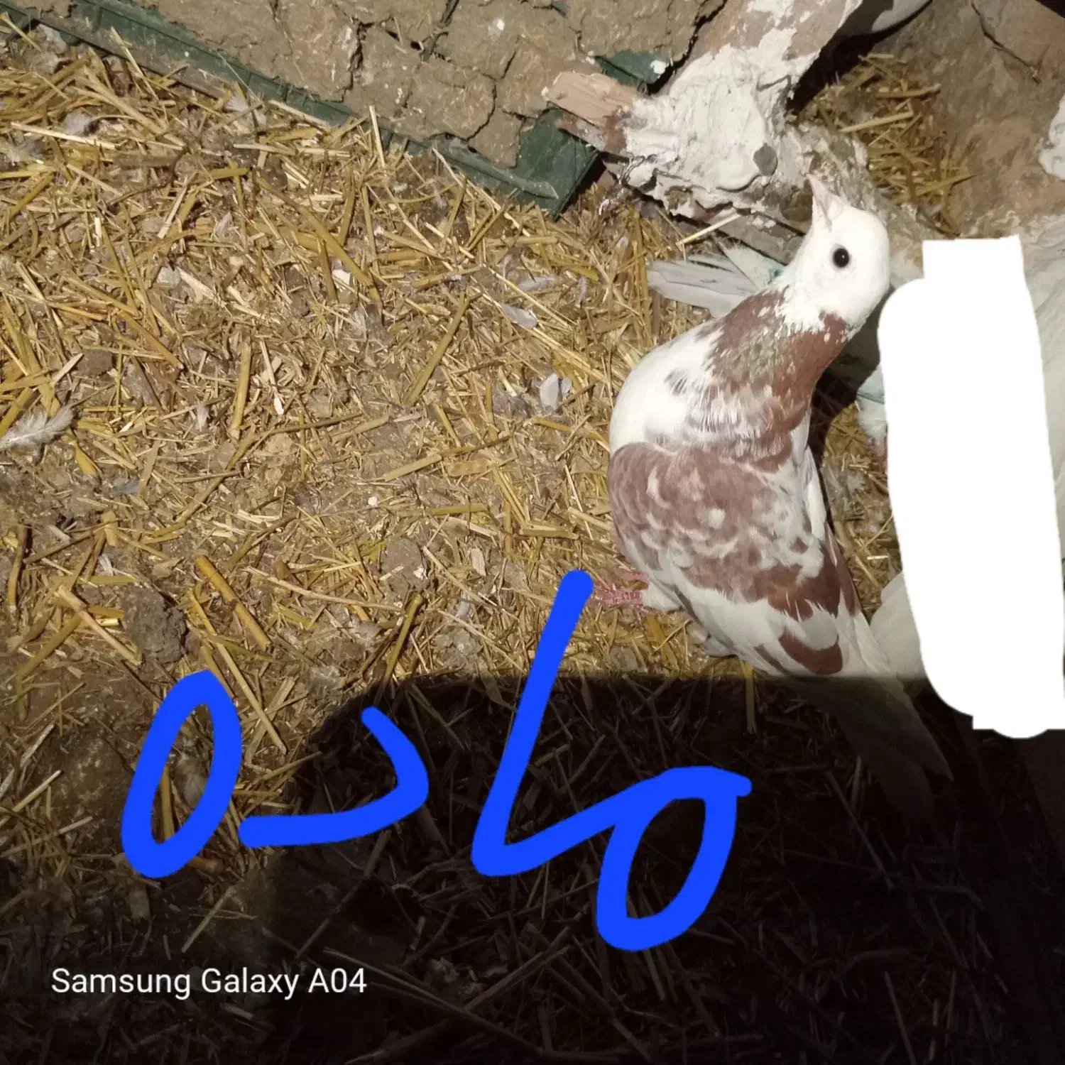کفتر سالم|پرنده|گرمی, |دیوار