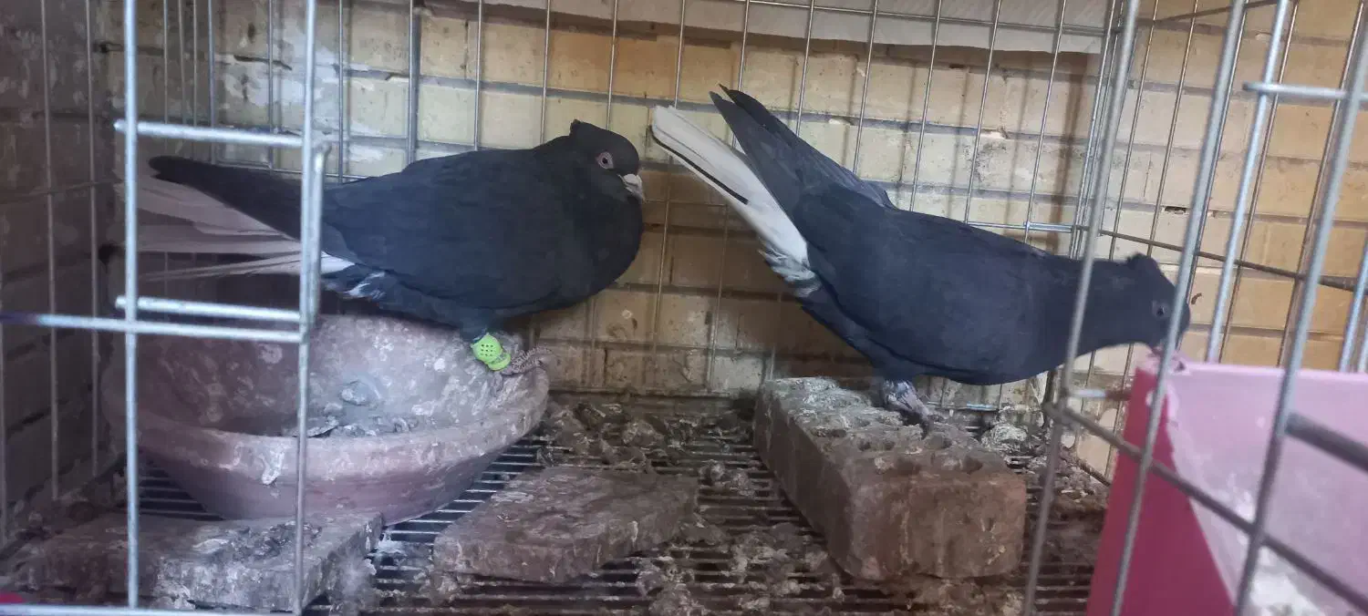 فروش کفتر|پرنده|شاهین‌شهر, خانه کارگر|دیوار