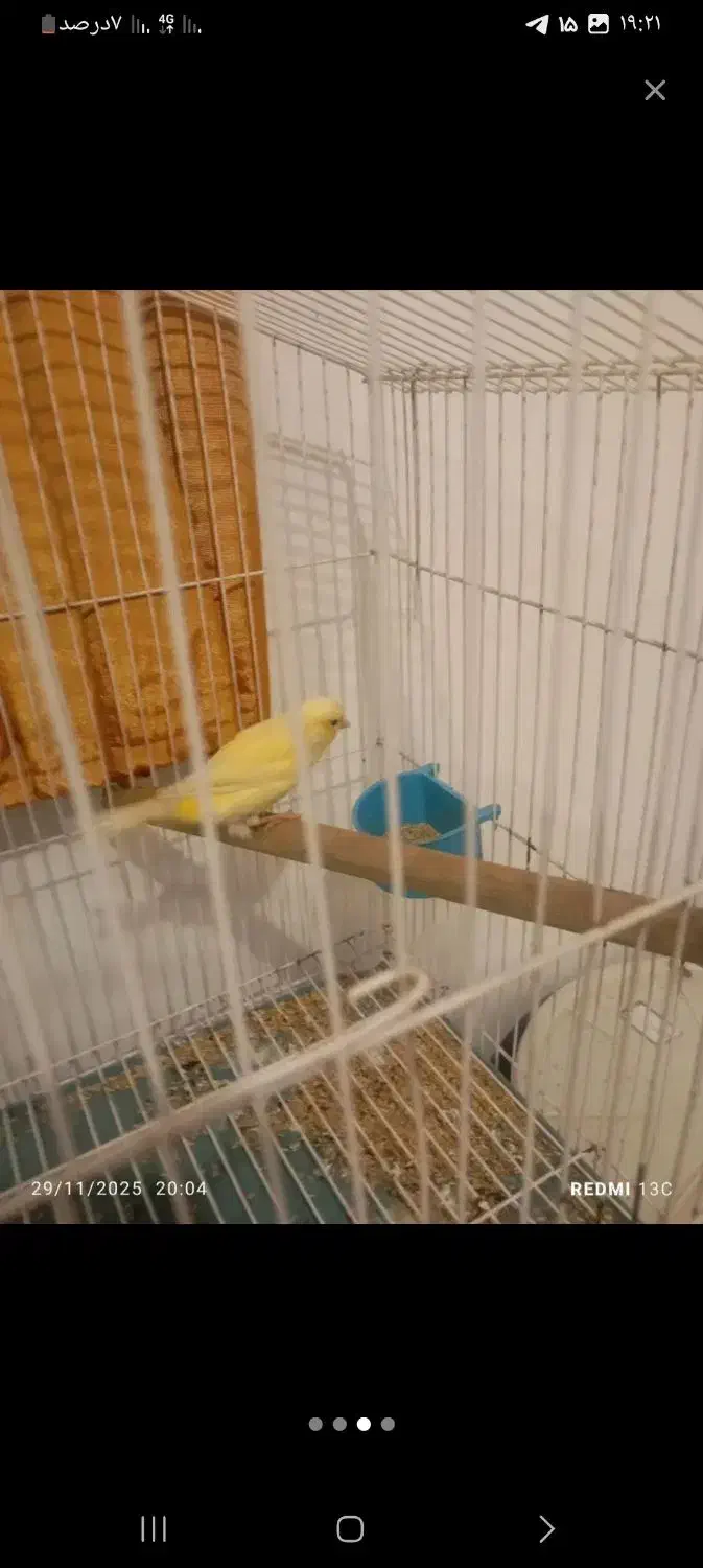 قناری ماده آماده|پرنده|درگزین, |دیوار