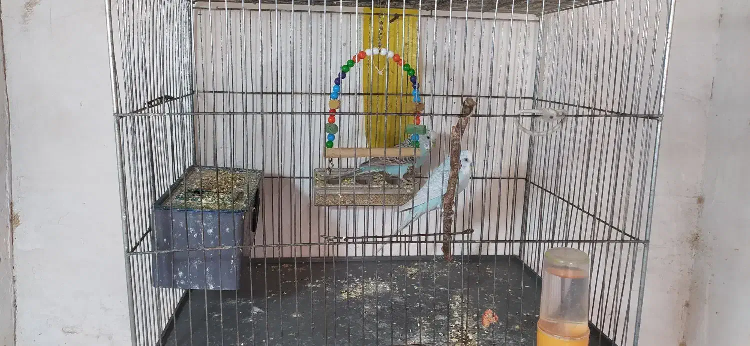 مرغ عشق|حیوانات مزرعه|مشهد, باغون آباد|دیوار