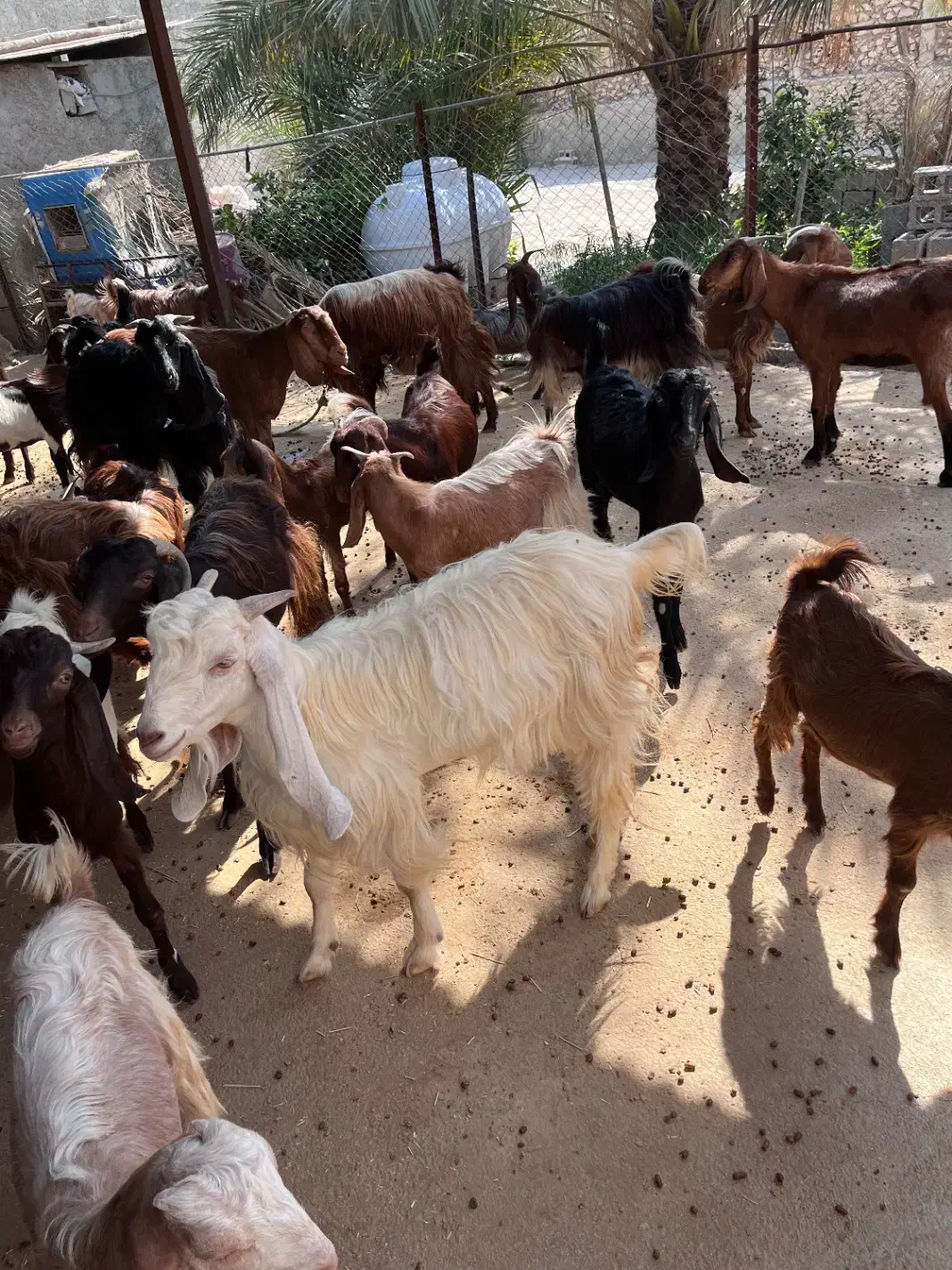 بز ، کهره و پازن|حیوانات مزرعه|وحدتیه, |دیوار