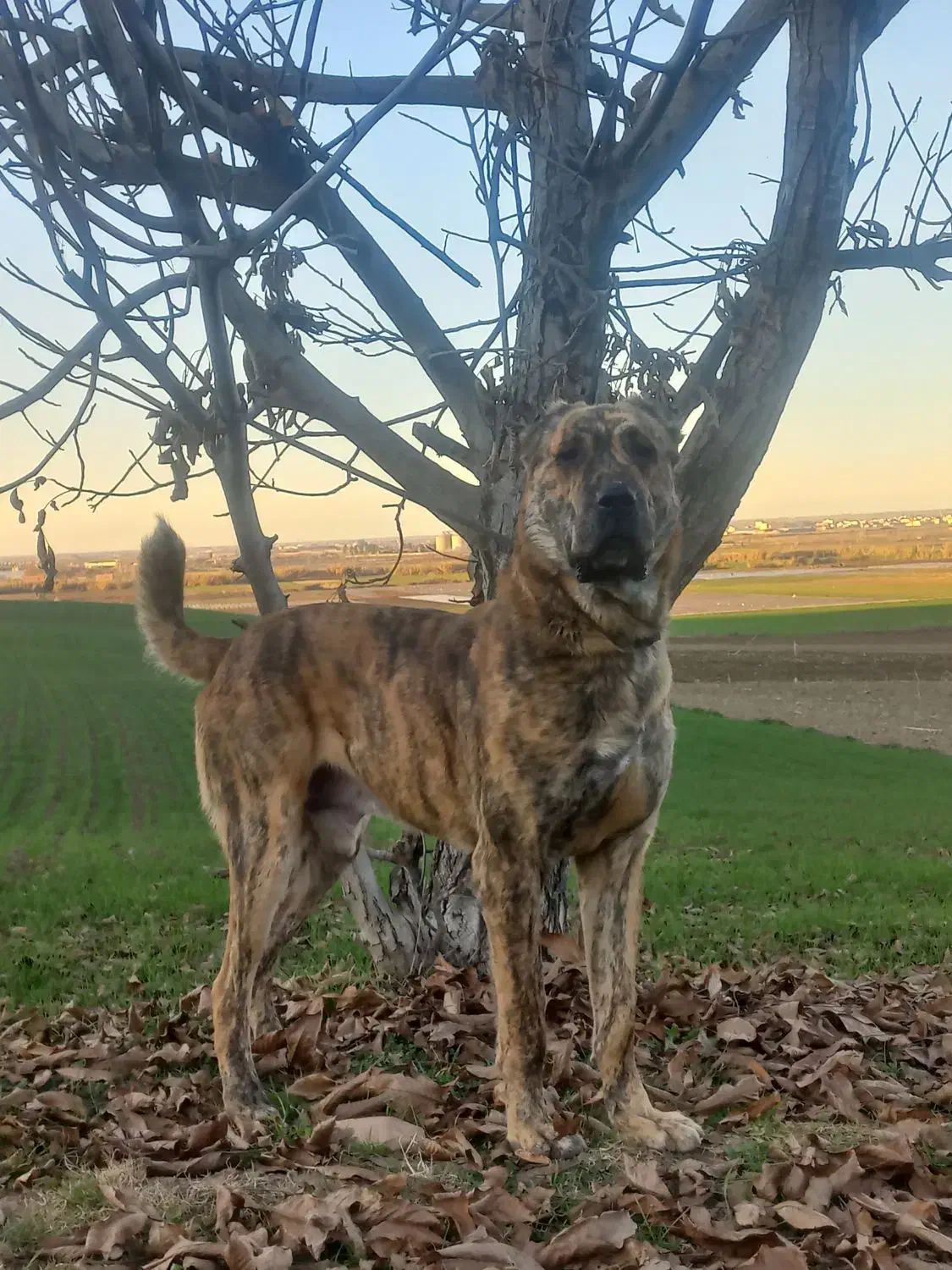 سگه|سگ|خان ببین, |دیوار