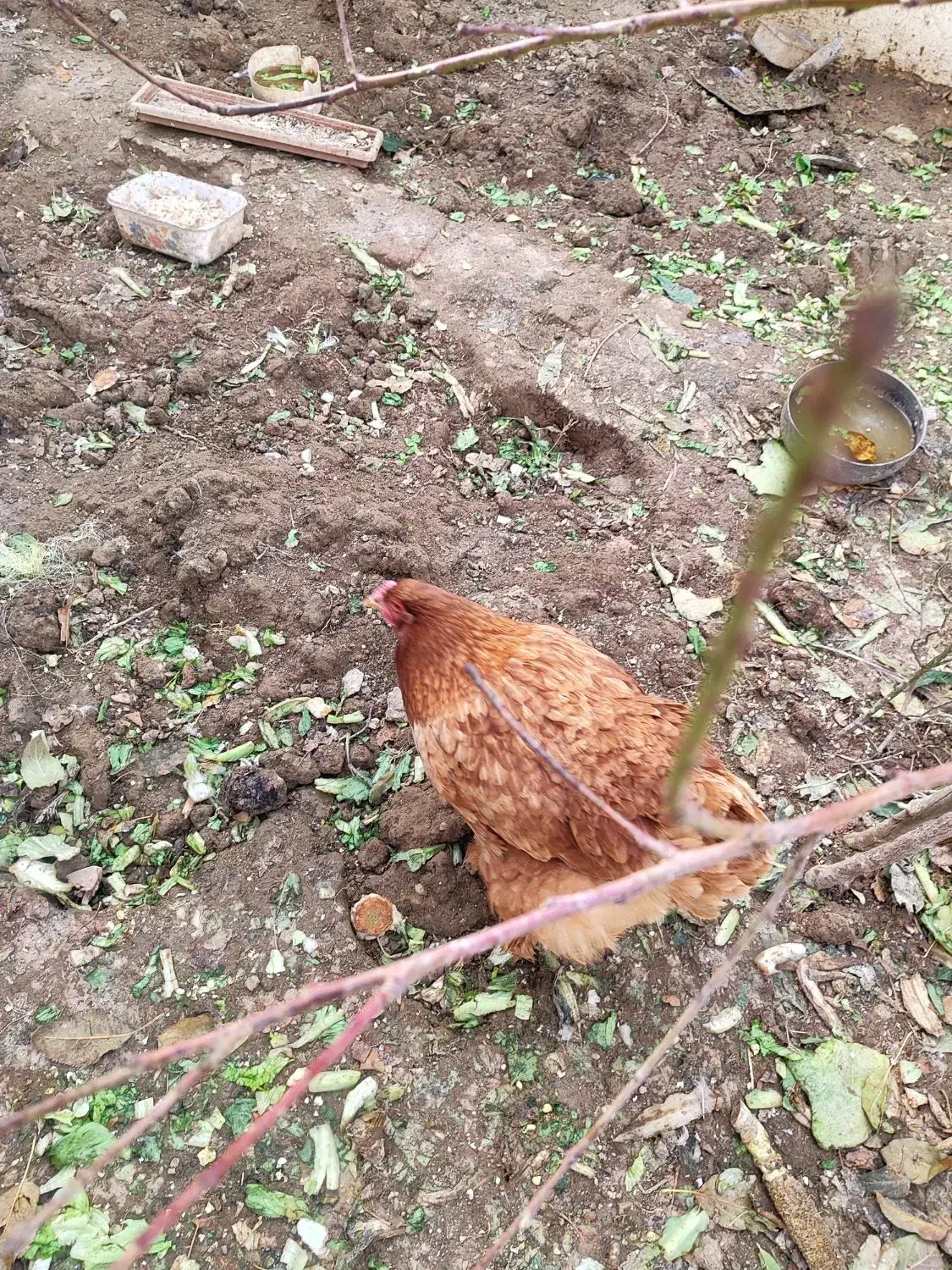 مرغ برهما|حیوانات مزرعه|تهران, جوادیه|دیوار