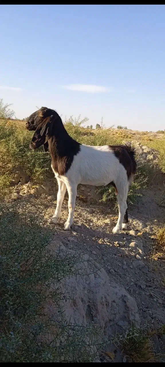 بز جوان|حیوانات مزرعه|هامون, |دیوار