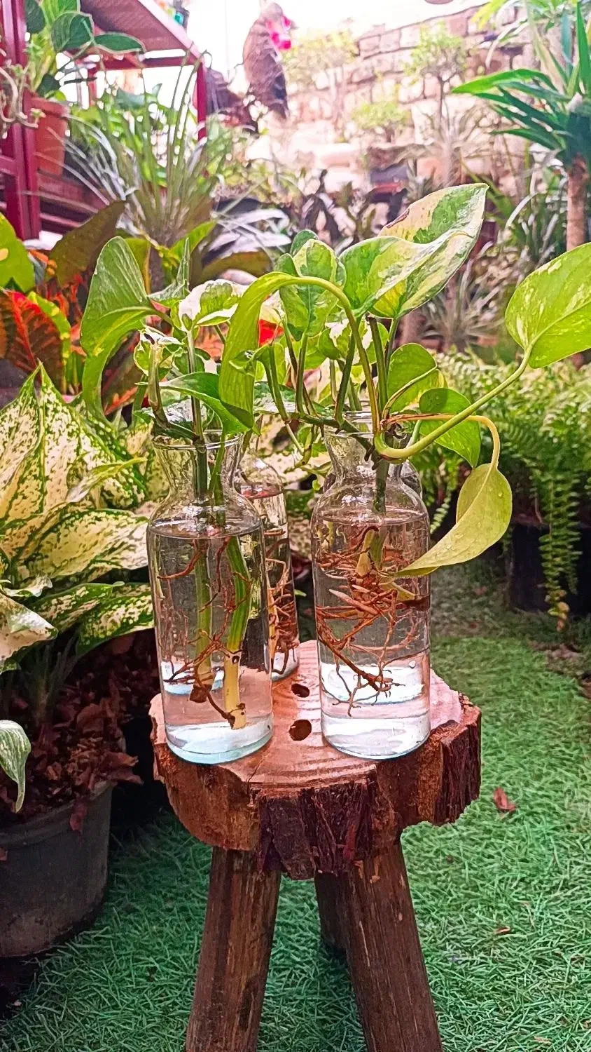 شیشه گلدان|گل و گیاه طبیعی|جوانرود, |دیوار