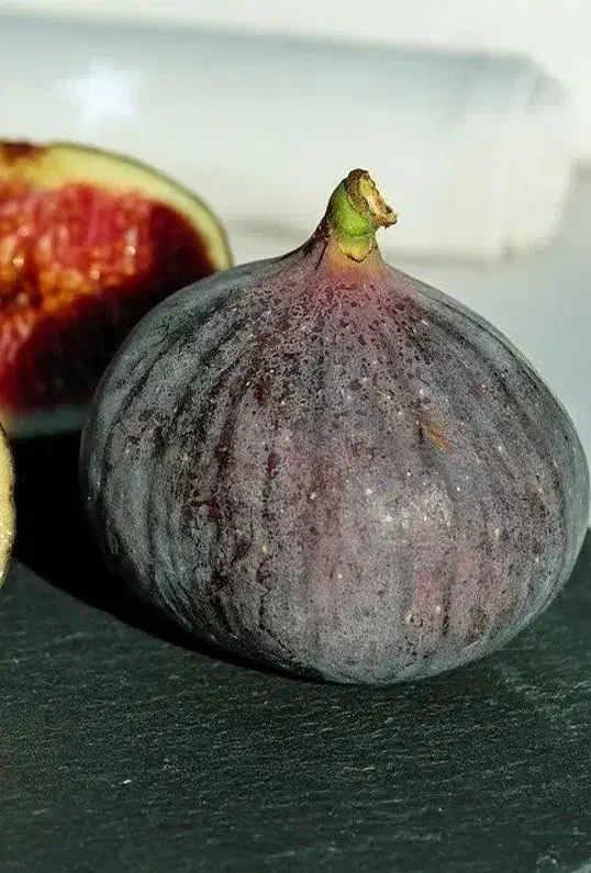 ارائه نهال انجیر سیاه|خدمات باغبانی و درختکاری|سراب, |دیوار