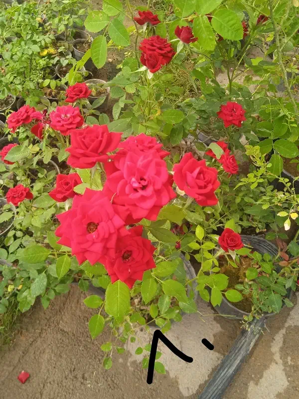 گل محمدی|آرایشی، بهداشتی، درمانی|بروجرد, |دیوار