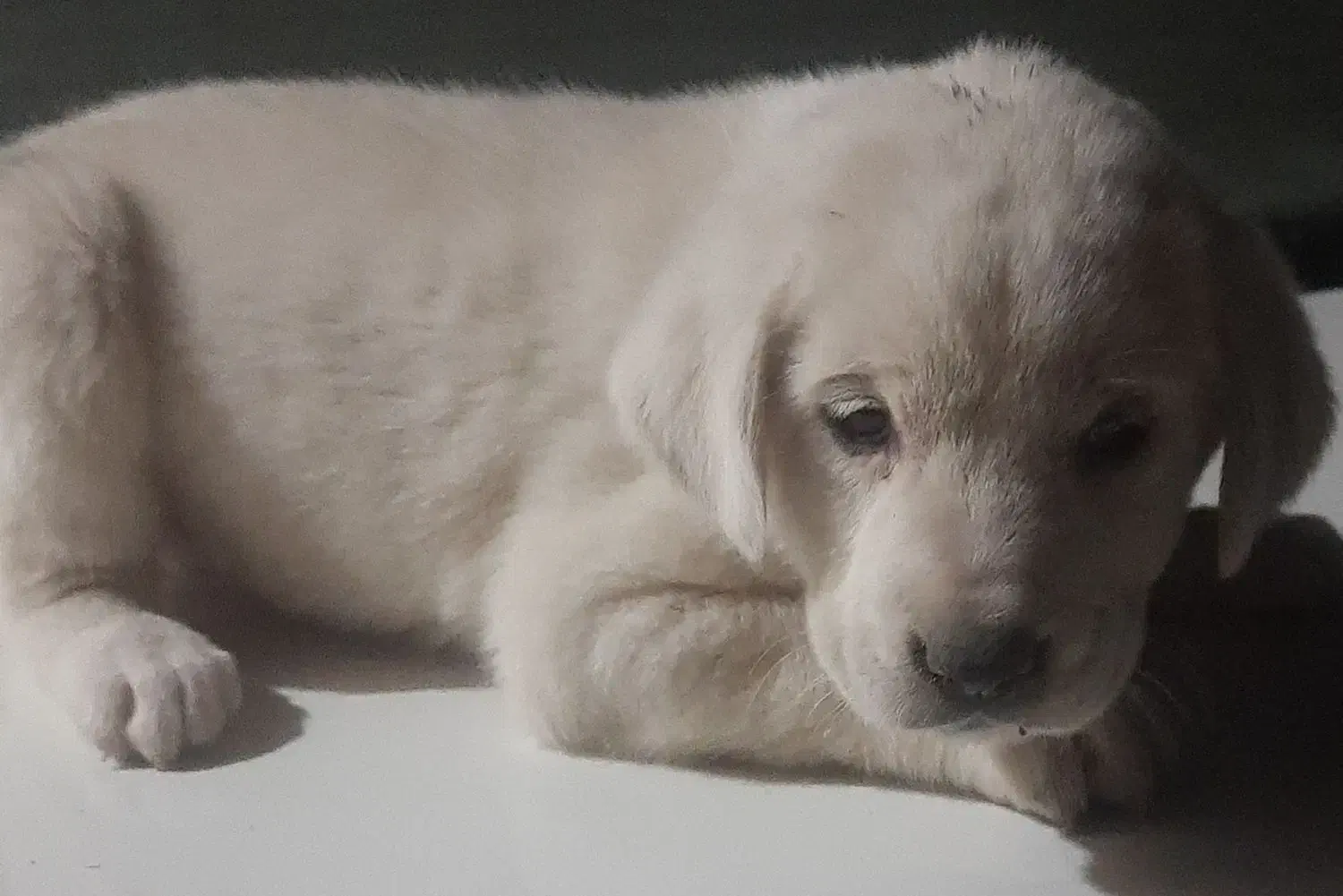 توله ماده|سگ|گنبد کاووس, |دیوار