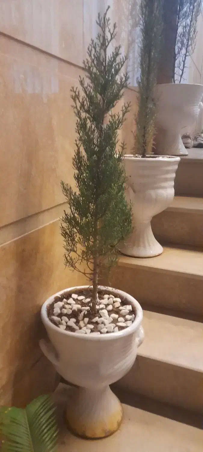 گیاه و گلدان سرو|گل و گیاه طبیعی|قم, شاه ابراهیم|دیوار