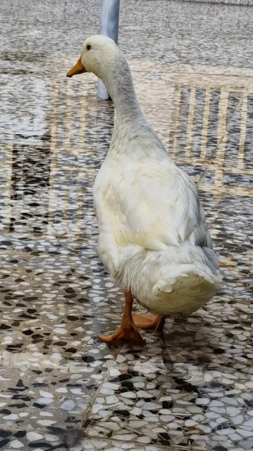 حیوان خانگی|پرنده|فیروزآباد (فارس), |دیوار