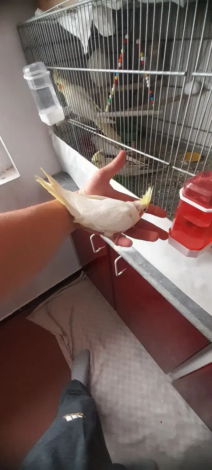 عروس هلندی دستی|پرنده|بهار, |دیوار