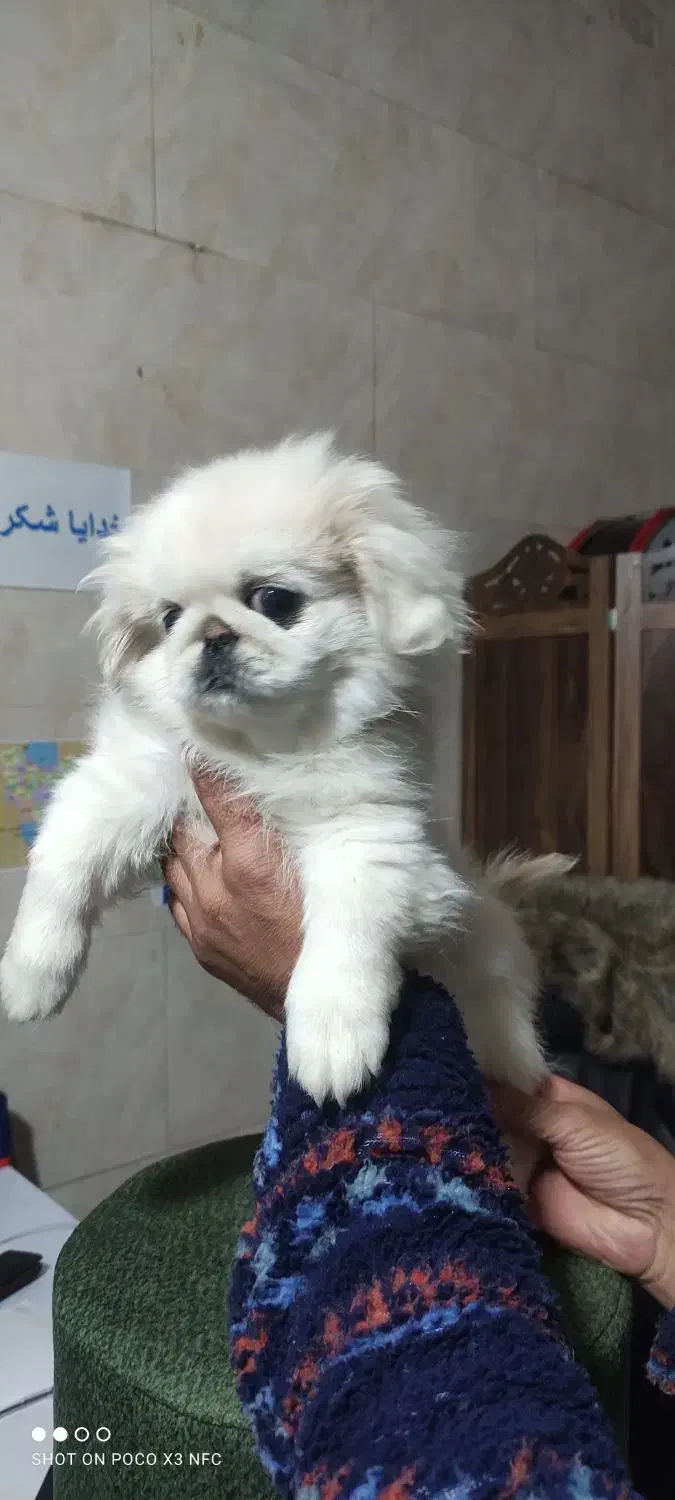 توله سگ پیکینیز امپریال|سگ|چهاردانگه (تهران), |دیوار