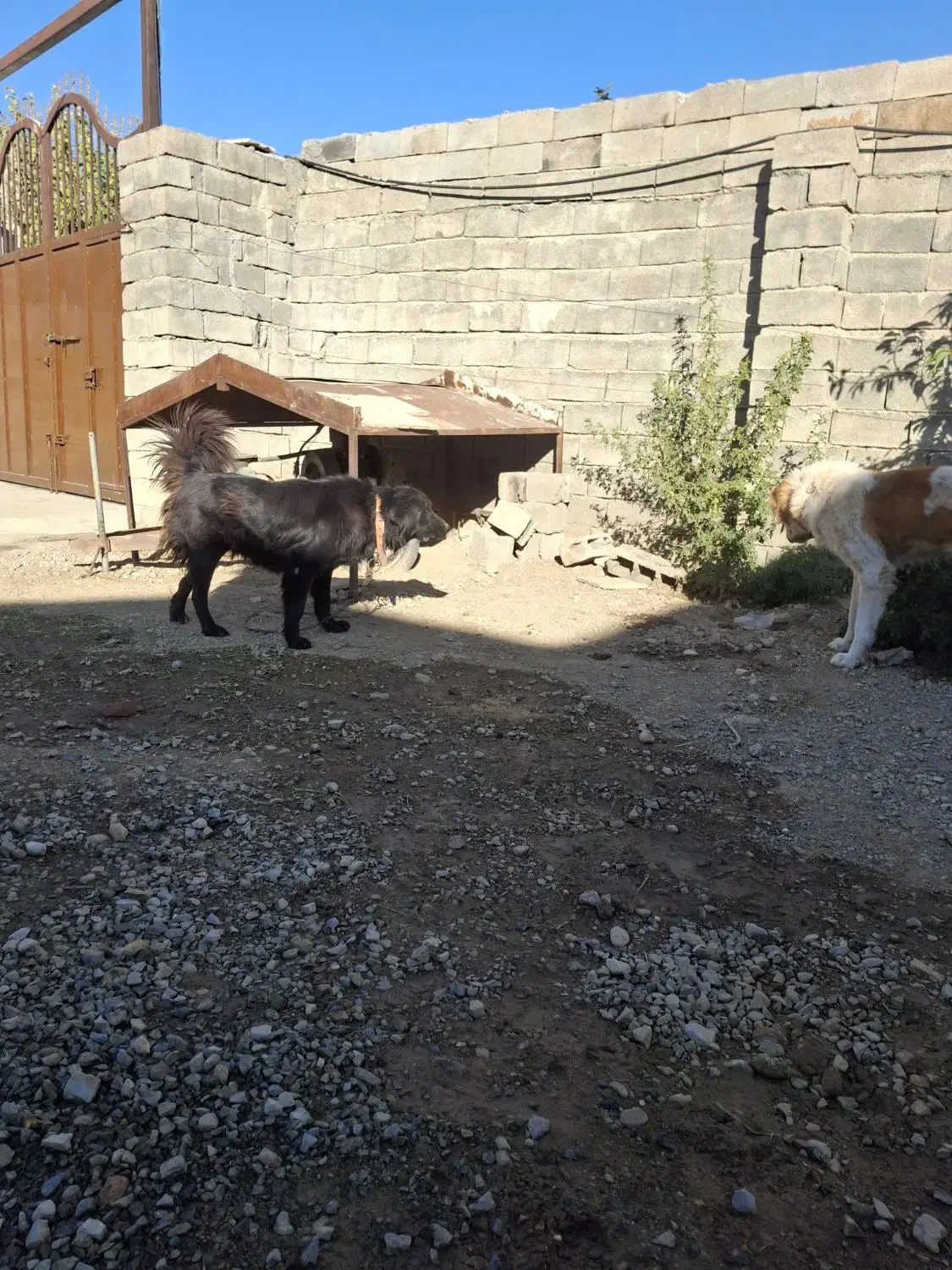 سگ قدرجونی|سگ|بیستون, |دیوار