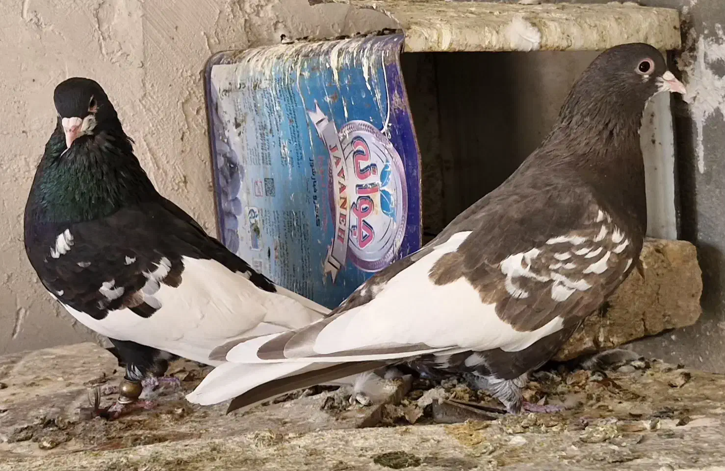 یجف یال نروماده درجه یک بشرط تخموجوجه|پرنده|طسوج, |دیوار