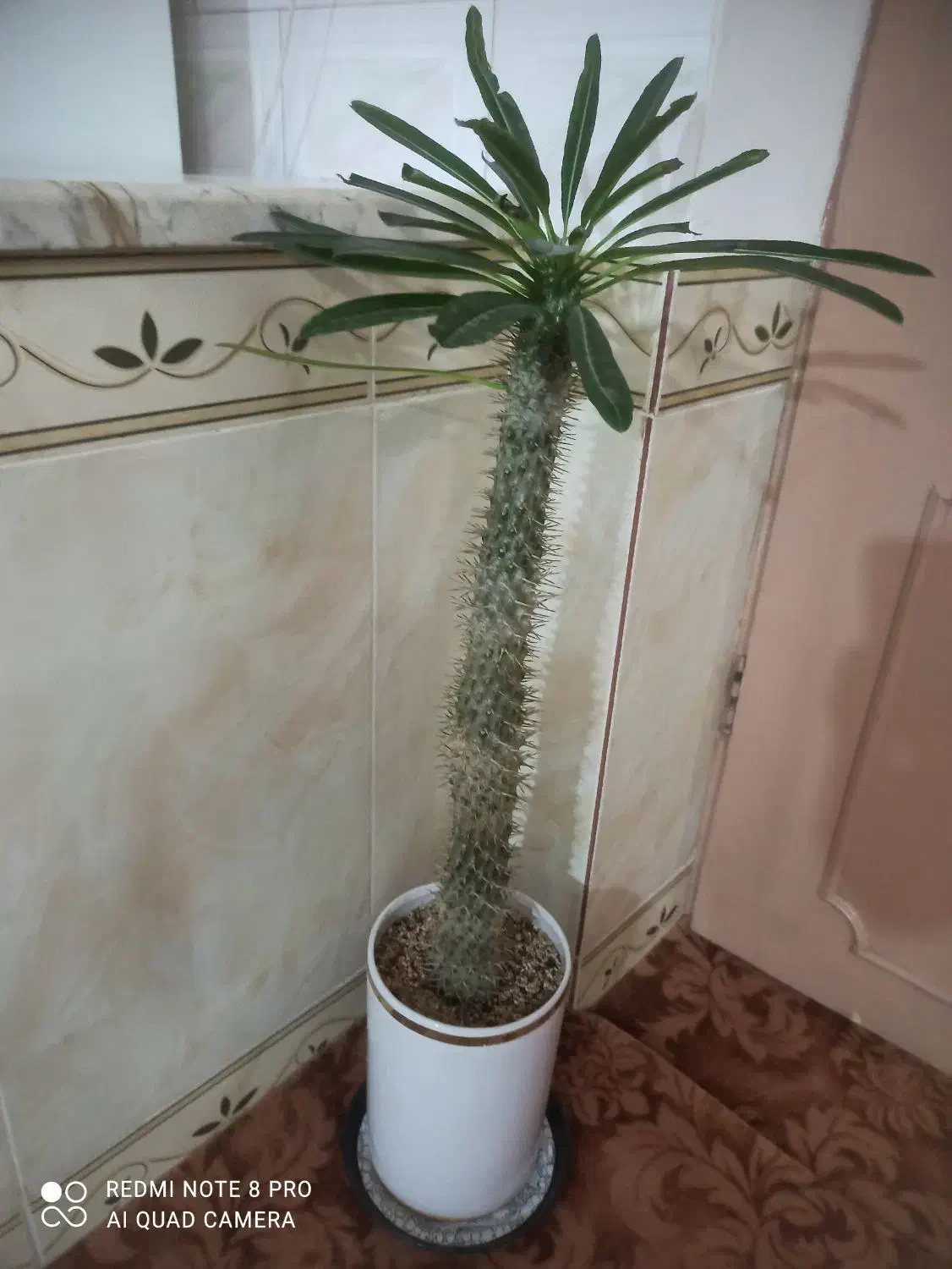 گل نخل ماداگاسکار با گلدان|گل و گیاه طبیعی|کرمانشاه, |دیوار