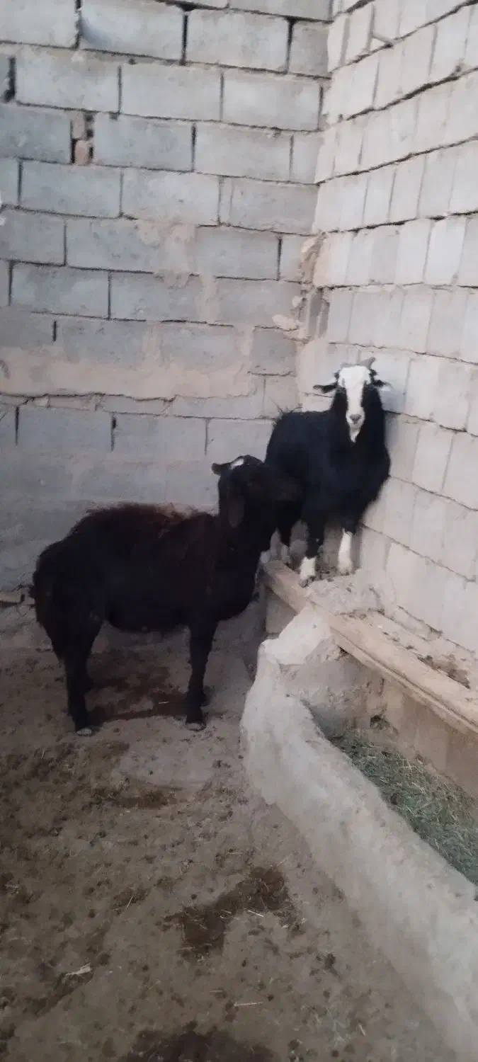 گوسفند و بز|حیوانات مزرعه|میاندوآب, |دیوار