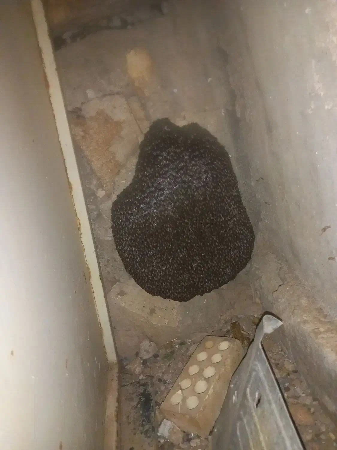 ۲کیلو عسل کوهی|خوردنی و آشامیدنی|اندیکا, |دیوار