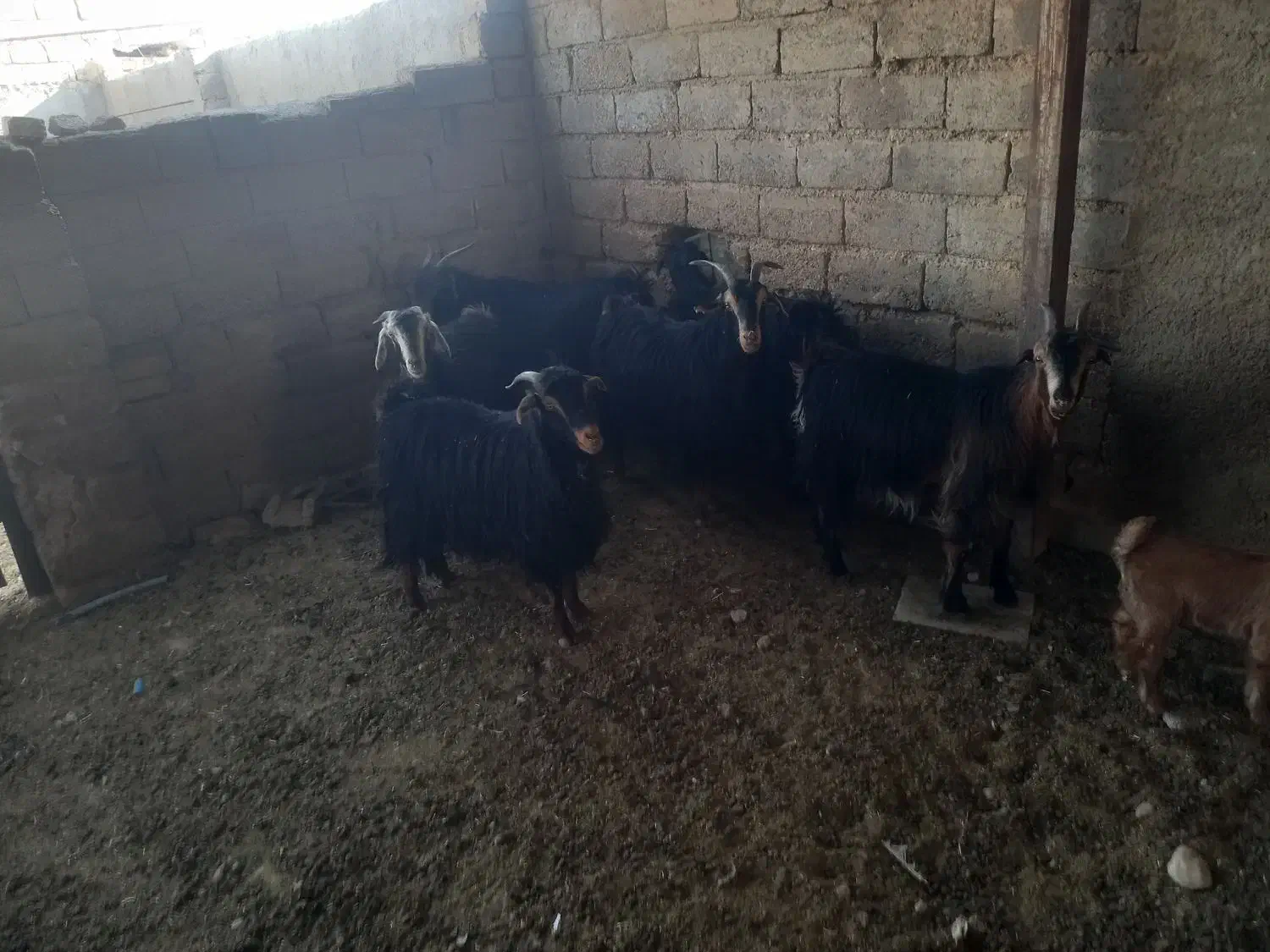 123456789|حیوانات مزرعه|شیراز, داریون|دیوار