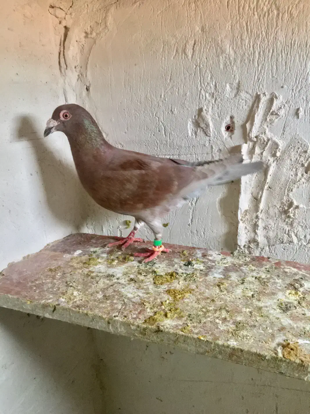 کفتر گوره|حیوانات|بجنورد, |دیوار