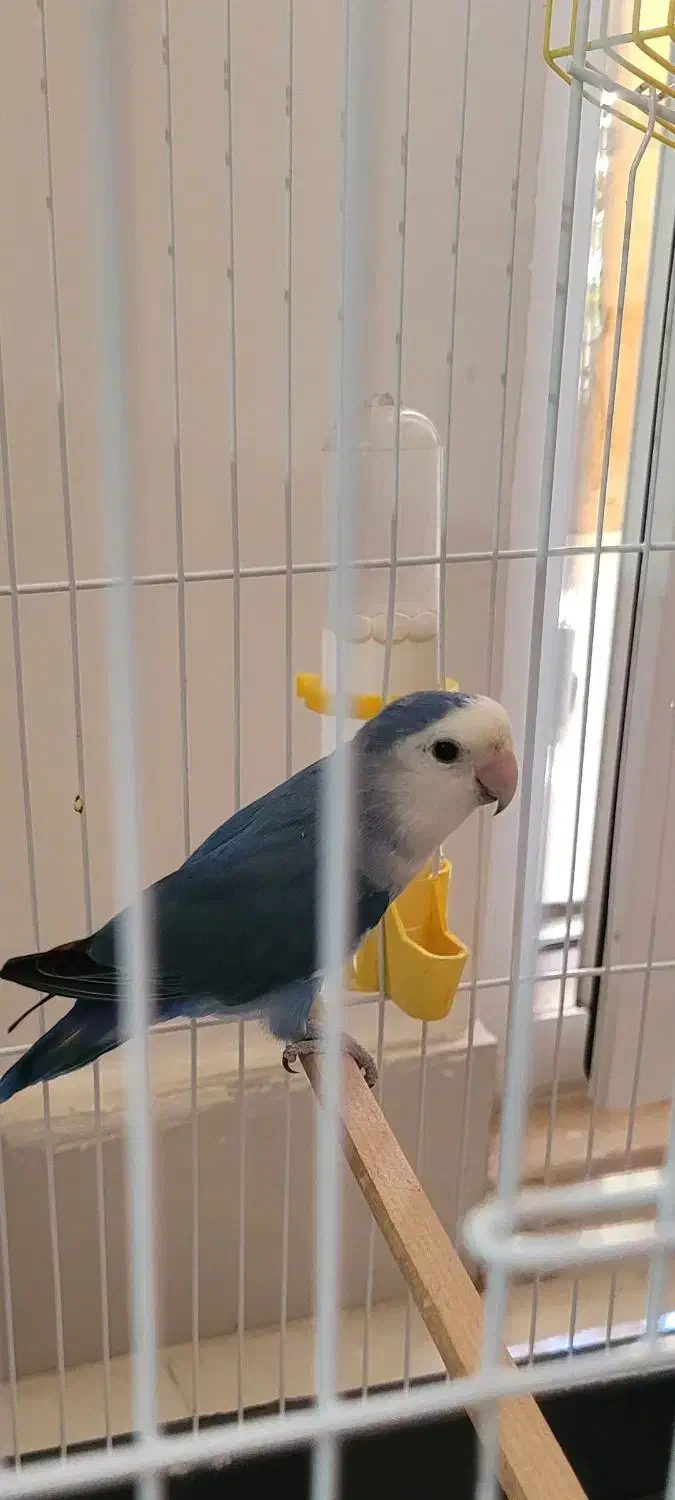 طوطی برزیلی نر|پرنده|گنبد کاووس, |دیوار