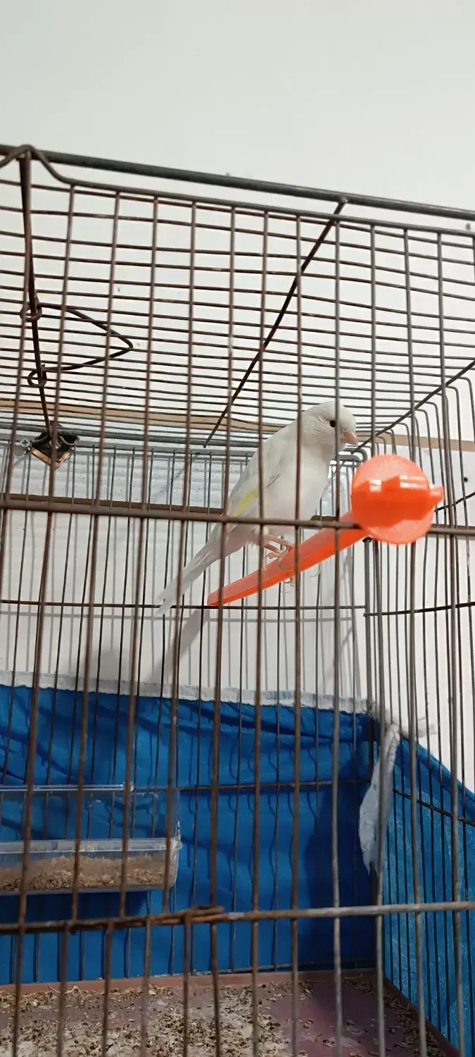 قناری نر شلاقی|پرنده|برخوار, |دیوار