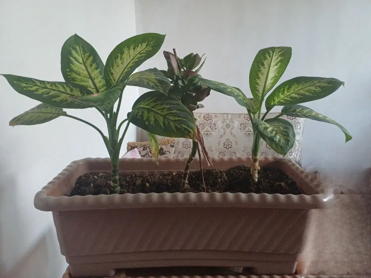 گل آپارتمانی دیفن باخیا|گل و گیاه طبیعی|خوی, |دیوار